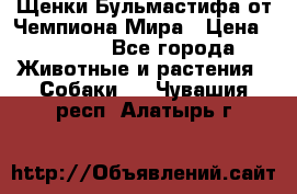 Щенки Бульмастифа от Чемпиона Мира › Цена ­ 1 000 - Все города Животные и растения » Собаки   . Чувашия респ.,Алатырь г.